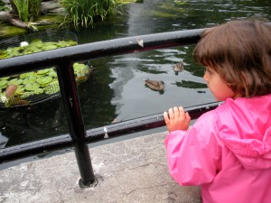 A young girl watches the turtles and ducks in an exhibit at the National Zoo.